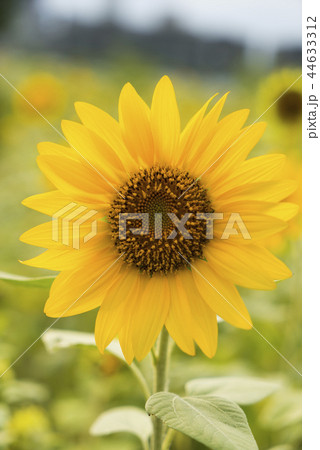 植物 工場 プランツ 44633312