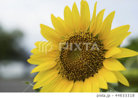 植物 工場 プランツ 44633318