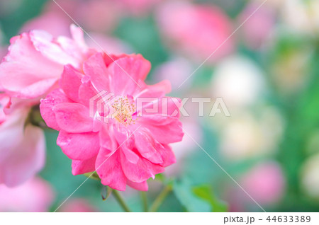 ピンクの薔薇 44633389