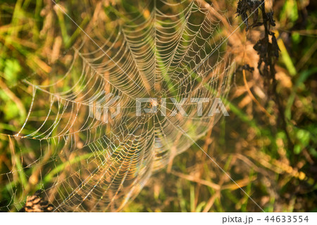 Garden spider or Argiope aurantia in its net 44633554
