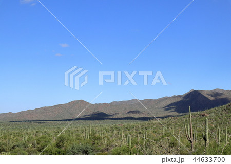 アリゾナのサボテンがある風景 弁慶柱 サワロ アリゾナのサボテンがある風景 弁慶柱 サワロ 44633700