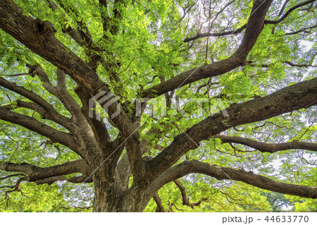 タイカンチャナブリにある巨大な合歓木 44633770