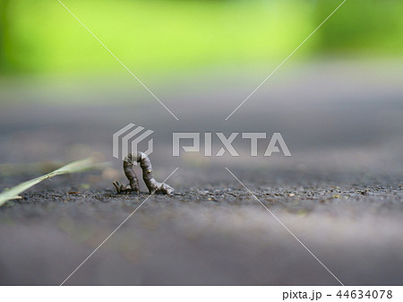 尺取り虫 44634078