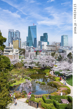 東京 六本木ヒルズ 毛利庭園の桜の写真素材