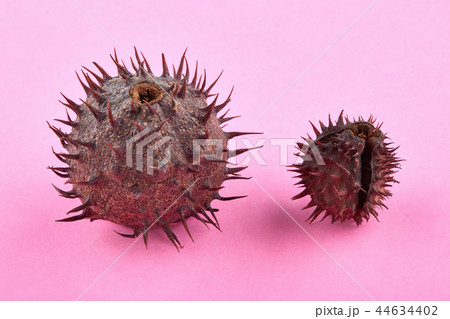 Two chestnuts with thorny peel on pink background 44634402