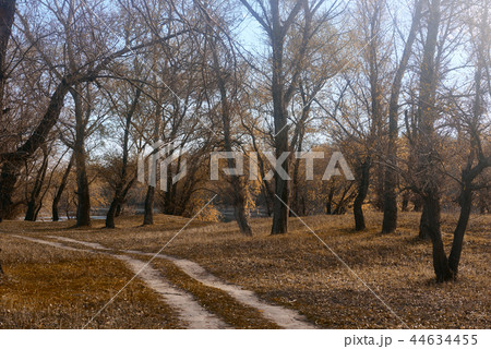 autumn forest, bright beautiful landscape 44634455