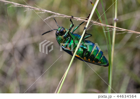 Jewel beetle in field macro shot 44634564