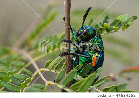 Jewel beetle in field macro shot 44634565