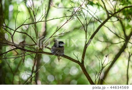 Malaysian Pied Fantail 44634569