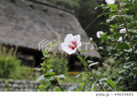茅葺(かやぶき)屋根の古民家とムクゲの花 茅葺(かやぶき)屋根の古民家とムクゲの花 44634605
