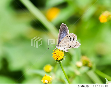 ヤマトシジミ ヤマトシジミ 44635016