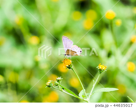 ウラナミシジミ 44635017