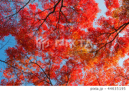 紅葉と清水寺、清水舞台、京都、日本 紅葉と清水寺、清水舞台、京都、日本 44635195