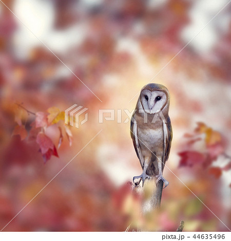 Barn owl in the autumn forest 44635496