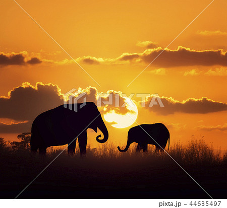 Elephants at sunset 44635497