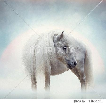 White horse portrait 44635498