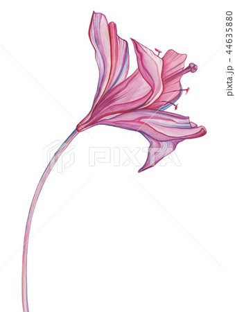 Watercolor Abstract Flower. Hand Drawn Floral Pattern 44635880