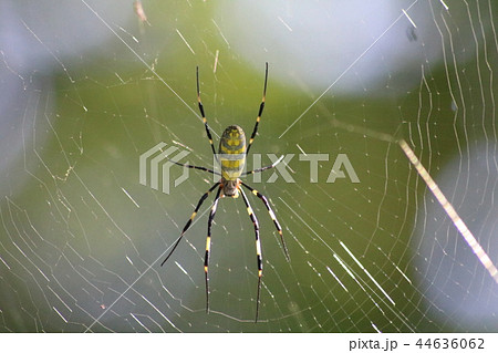 蜘蛛 44636062