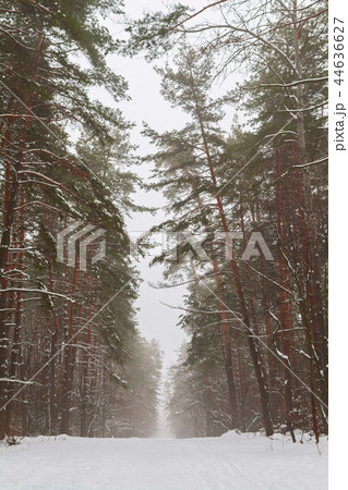 snowy pine forest landscape in the morning 44636627