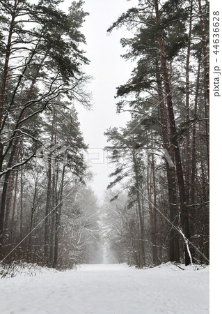 snowy pine forest landscape in the morning 44636628