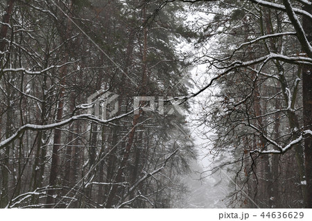 snowy pine forest landscape in the morning 44636629