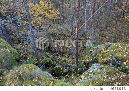 Autumn forest in Karelia, Russia Autumn forest in Karelia, Russia 44638018