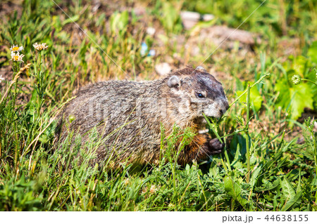 Wild groundhog feeding grass on summer day Wild groundhog feeding grass on summer day 44638155