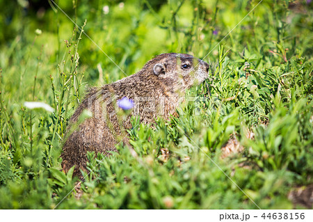 Wild groundhog feeding grass on summer day Wild groundhog feeding grass on summer day 44638156