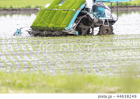 Rice planting agriculture rice planting machine - Stock Photo [44638249] PIXTA