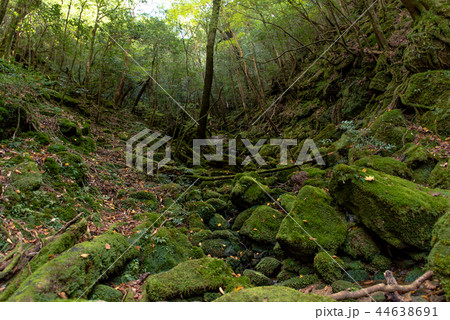 屋久島　白谷雲水峡 44638691