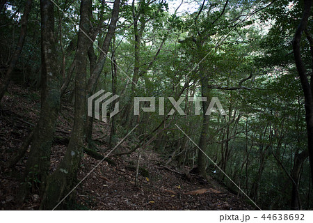 屋久島　白谷雲水峡 44638692