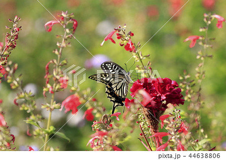 花畑での蜜を吸うナミアゲハ 花畑での蜜を吸うナミアゲハ 44638806