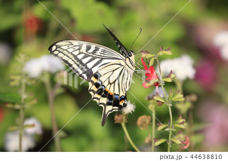 花畑での蜜を吸うナミアゲハ 花畑での蜜を吸うナミアゲハ 44638810