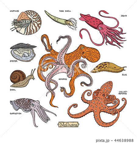 Shellfish vector marine animal octopus molluscs and animalistic character octopi with tentacle 44638988