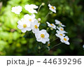 シュウメイギク 44639296