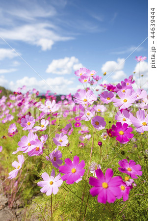コスモス（柔らかなトーン） 44639444