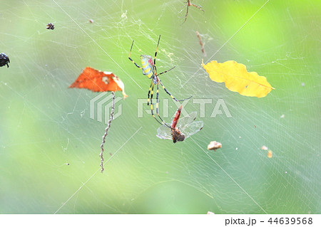 巣にかかった赤トンボを捕まえるクモの写真素材