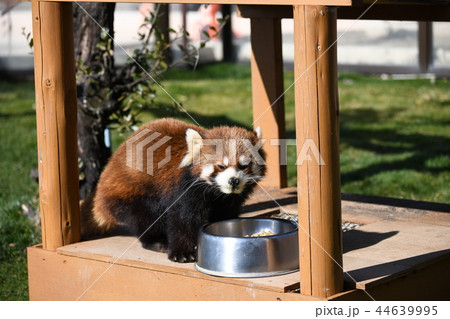 レッサーパンダ レッサーパンダ 44639995