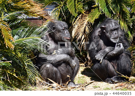 チンパンジーの日なたぼっこ 44640035