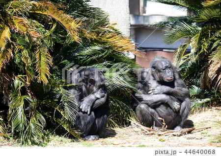 チンパンジーの日なたぼっこ チンパンジーの日なたぼっこ 44640068