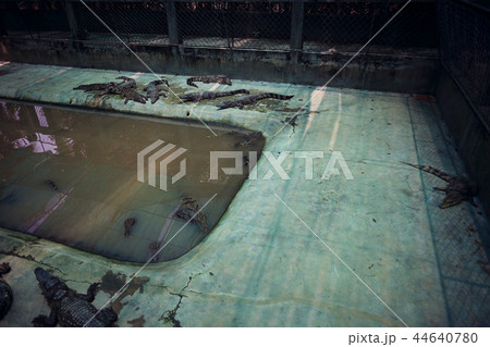 Crocodiles in the zoo during the day Crocodiles in the zoo during the day 44640780