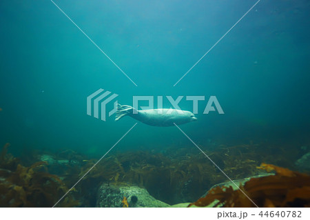 underwater landscape 44640782