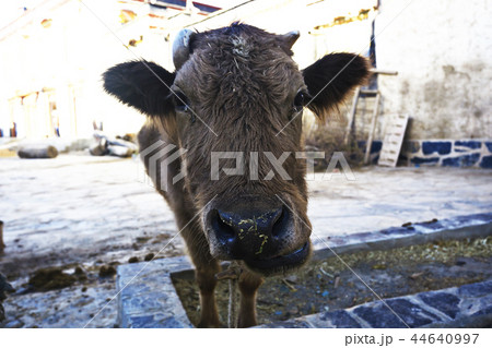 cow in a poor peasant farm cow in a poor peasant farm 44640997
