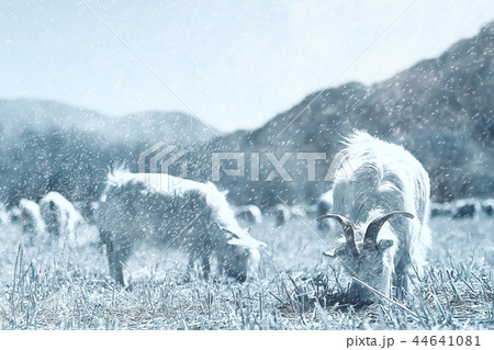 flock of sheep in the mountains flock of sheep in the mountains 44641081