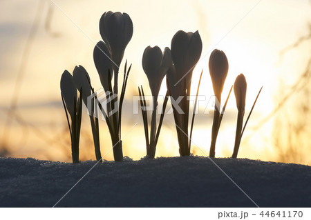 The first snowdrops on the spring meadow 44641170