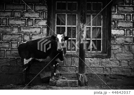 cow in a poor peasant farm cow in a poor peasant farm 44642037