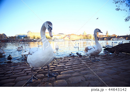 swans in Prague on the river landscape / czech capital, white swans on the river next to the Charles Bridge, Czech Republic, tourism 44643142