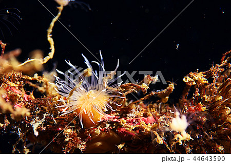 colony of sea anemones under water corals colony of sea anemones under water corals 44643590