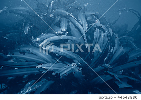 laminaria sea kale underwater photo ocean reef salt water laminaria sea kale underwater photo ocean reef salt water 44643880
