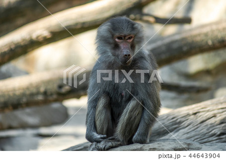 Portrait of monkey sitting alone on the tree Portrait of monkey sitting alone on the tree 44643904